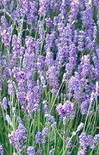 Lavender, Organic Hydrosol